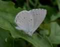 Celastrina argiolus